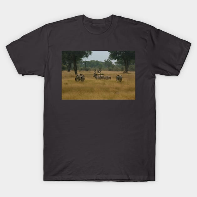 Zebras Gathering T-Shirt by KarenZukArt